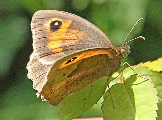 Butterfly bonanza: Meadow browns thriving but marbled whites struggle