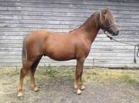 Could you offer home to Robin the pony?