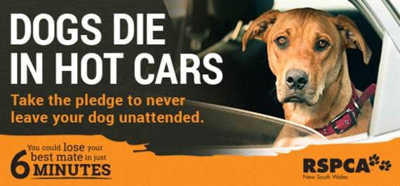 Don’t let dogs die in cars warning – RSPCA