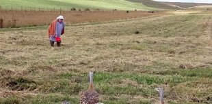 Birdworld plays its part as great bustards thrive