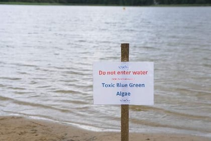 Toxic algae closes Frensham Great Pond