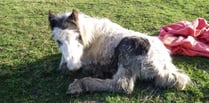 Foal dumped in field and left to die