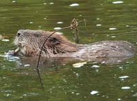 Appeal launched to help fund return of beneficial beavers