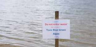 Blue-green algae returns to Frensham Great Pond