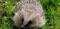 Has there been a hedgehog in your garden?