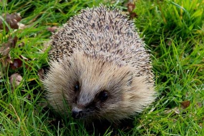 Has there been a hedgehog in your garden?