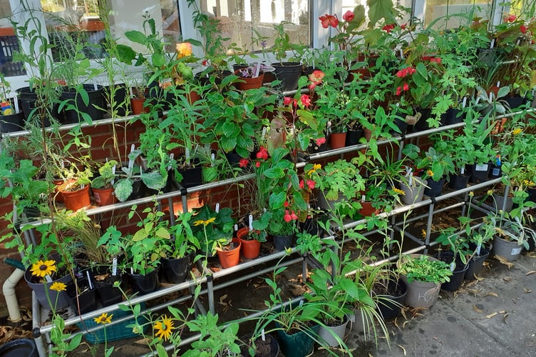 All of the money raised at Phyllis Tuckwell Hospice’s plant sales goes directly towards helping fund the supportive and end of life care the charity provides for local patients and families