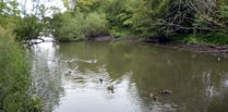 Saving Kings Pond: Alton's environmental jewel under siege once again