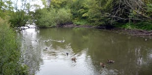 Saving Kings Pond: Alton's environmental jewel under siege once again