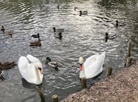 Fears for future of Kings Pond birds