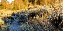 What to look out for on heaths around Whitehill & Bordon this January