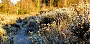 What to look out for on heaths around Whitehill & Bordon this January