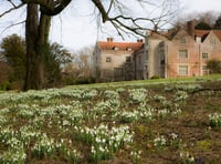 Chawton House holding two Snowdrop Sundays this month 