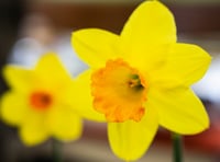 Celebrate the onset of spring at the Surrey Hills Spring Fair