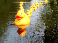 Farnham Duck Race to return at Gostrey Meadow next weekend