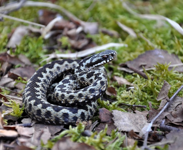 Heath Watch: Reptiles are waking up, so be careful where you step