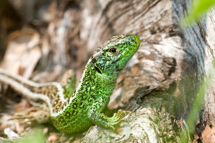 A heathland sand lizard in the South Downs National Park