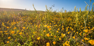 Blooming marvellous! Huge habitat creation for bees in South Downs