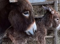 Appeal to find donkey foal Moon missing from Miller's Ark in Hook