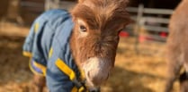 Reward of £10,000 to find missing donkey possibly spotted in Farnham