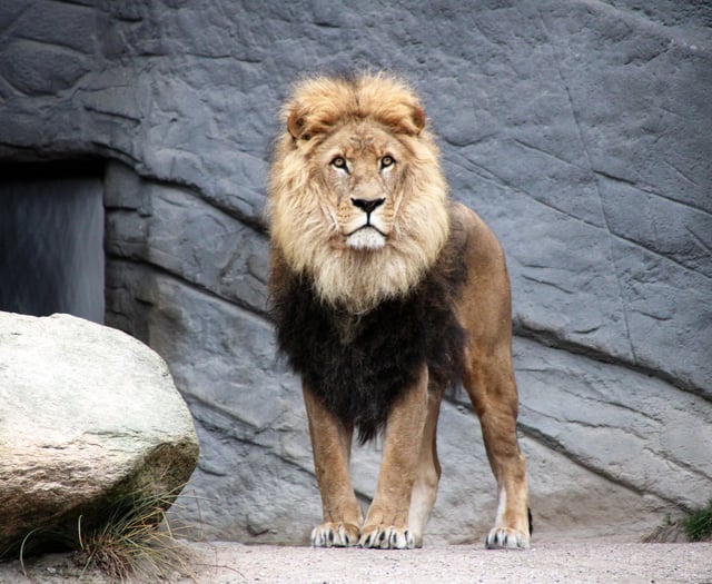 The time a lion on its way to Petersfield escaped at a London station