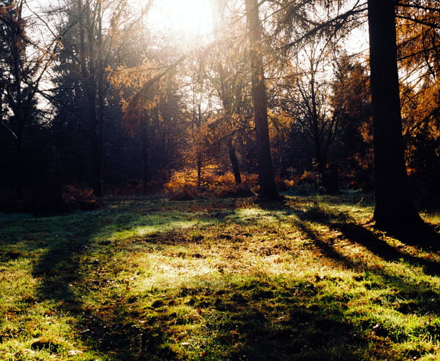 Cleanse your soul in a 'sound bath' at Alice Holt Forest this summer