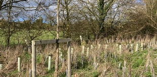 Tree warden asks people to help look after nature in Alton area