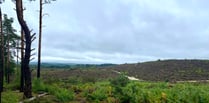 Video: £400,000 project will reconnect vast area of precious heathland