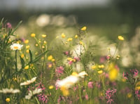 East Hants' meadows are now just patches of abandoned forlorn neglect