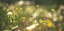 East Hants' meadows are now just patches of abandoned forlorn neglect