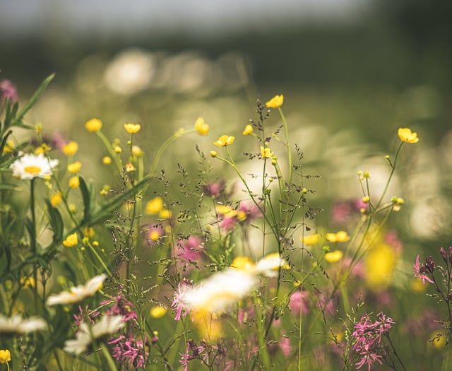 East Hants' meadows are now just patches of abandoned forlorn neglect