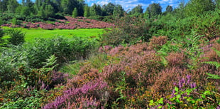 Download these smartphone apps to help you explore our heathland...