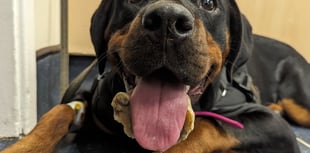 Unlucky for some: Puppy Nancy gets horseshoe-shaped bone stuck on jaw