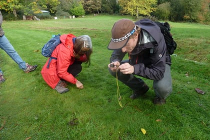 Haslemere Museum celebrates National Moss Day this October