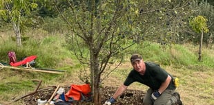 Interest growing as PECAN ready for Petersfield's first Tree Festival