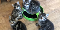 Cats Protection appeals for unwanted Christmas presents to help cats