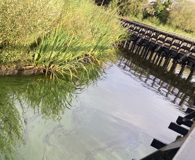 Cut the carp: fish removal could ease algae woes at Petersfield pond