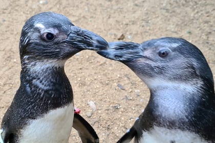 VIDEO: Birdworld penguin a 'guide-bird' to companion with eye problems