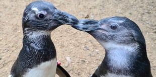 VIDEO: Birdworld penguin a 'guide-bird' to companion with eye problems