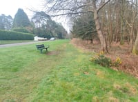 Half-mile-long wildflower verge created to boost biodiversity