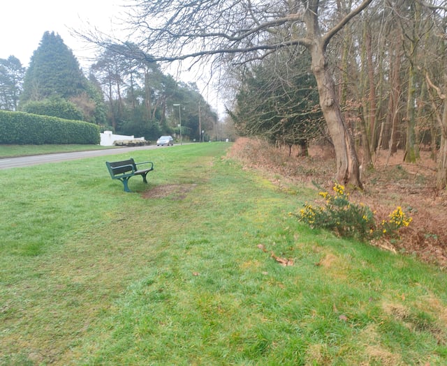 Half-mile-long wildflower verge created to boost biodiversity