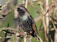 National survey reveals bird most spotted in UK's gardens