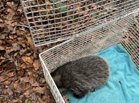 Young badger freed after being stuck in electricity substation 