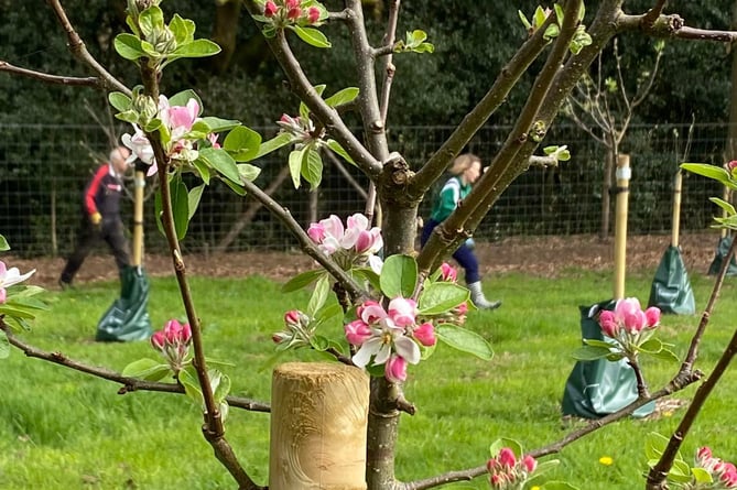 Apple tree starting to blossom