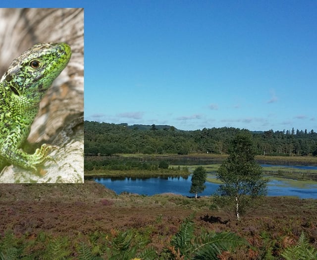 There's never been a better time to discover the secrets of our heaths