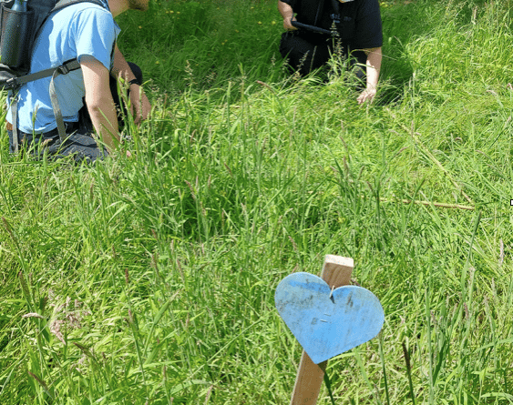 Baseline biodiversity survey on Churt Road verge (aLyne Ecology Ltd)