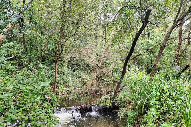 The River Wey near its source in Blackdown