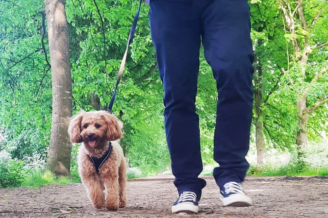 Phyllis Tuckwell Hospice sponsored dog walk