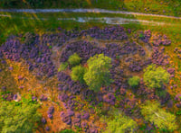 Pretty in purple: never a better time to catch heathlands on camera