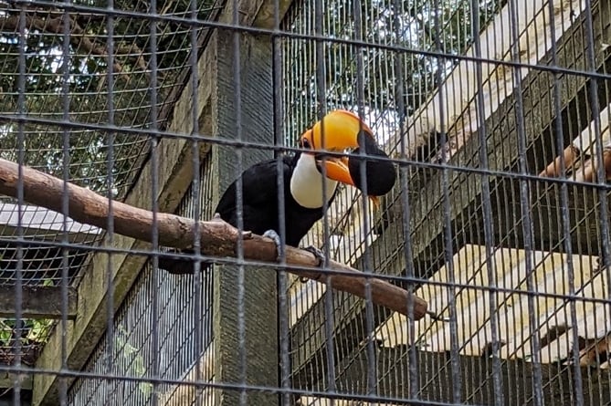 Birdworld Toco Toucan Sea Thieves PIC2